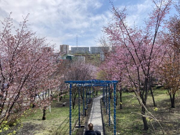 ウラジオストク国立経済サービス大学キャンパス内の桜